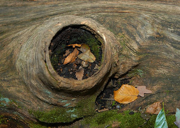fallen tree