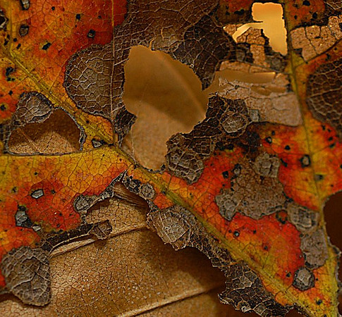 lacy fall leaf