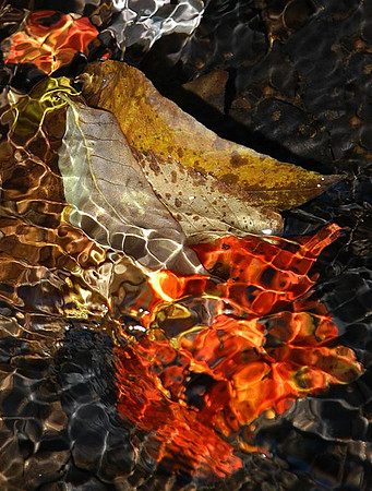 submerged leaves