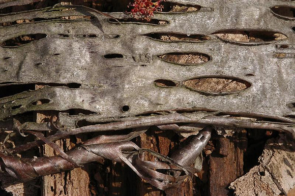 bark 2