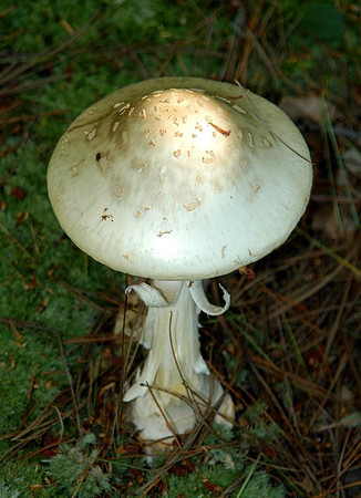 sunlit-mushroom.jpg