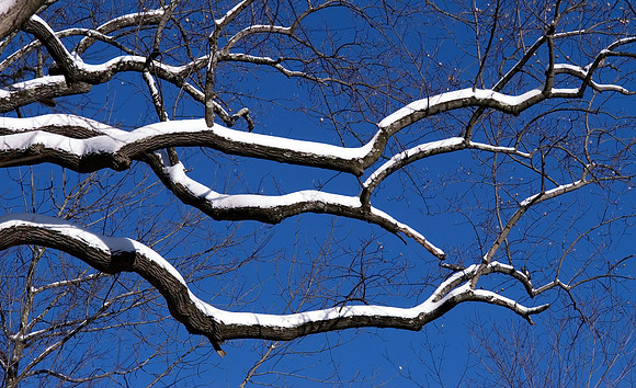 branch trio
