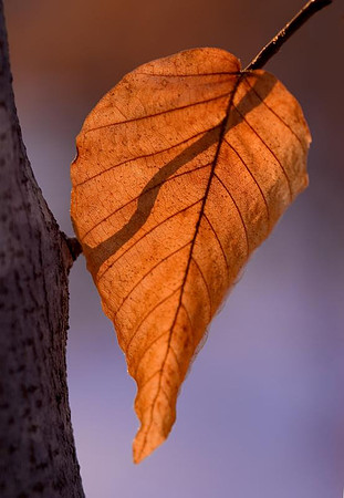 backlit leaf
