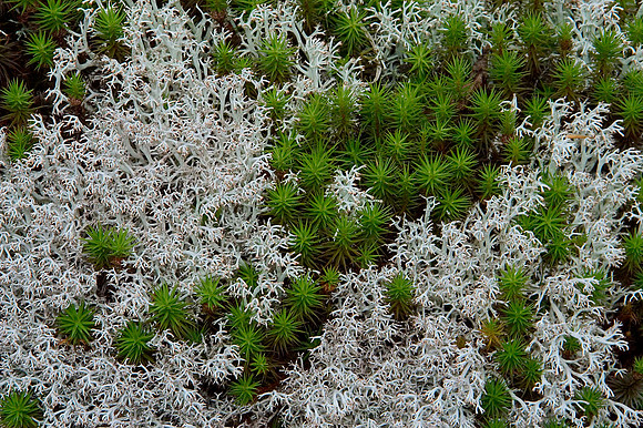 33525692.lichenandmoss2.jpg