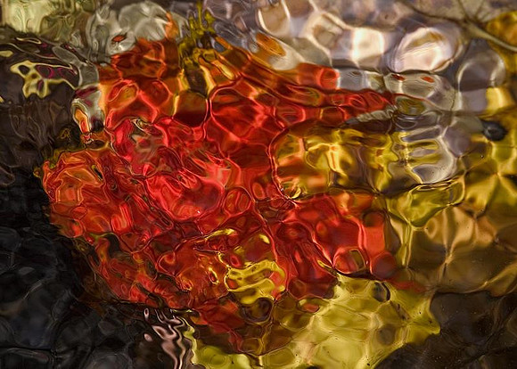 Underwater leaves - diffused colors 2