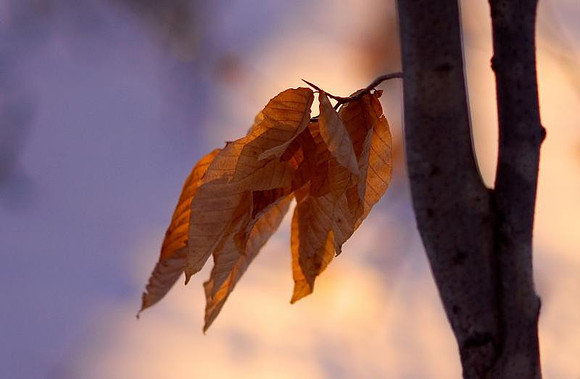 winter afternoon beech leaves