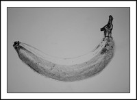 a photo of my pencil drawing of a banana