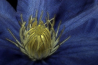 woodcut clematis