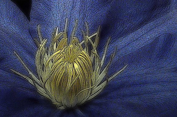 woodcut clematis
