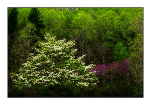 AED_5639smokies-orton.jpg