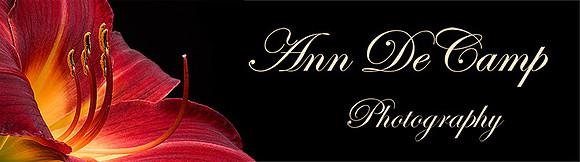 daylily banner-2.jpg