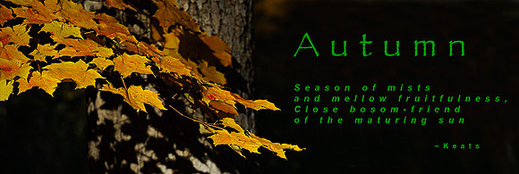 AD1_0445banner green.jpg