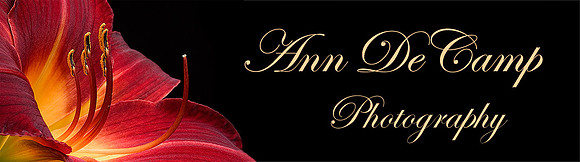 daylily banner.jpg