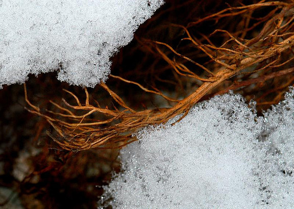 snowy vine