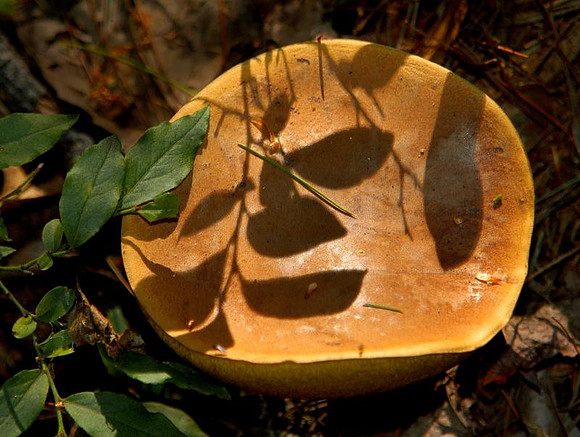 mushroom shadows