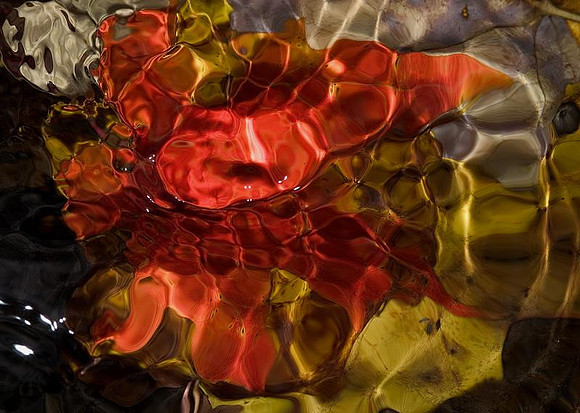 Underwater leaves - diffused colors 3