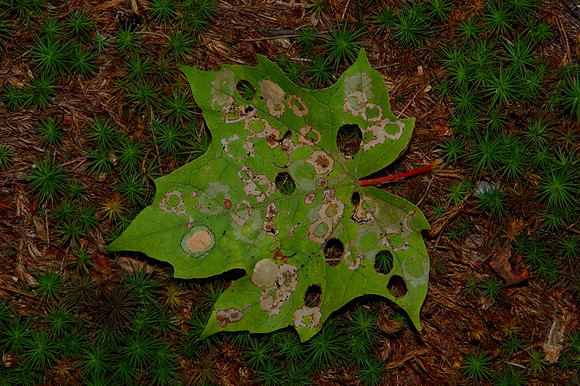 33526282.foodfortheforestcreatur.jpg