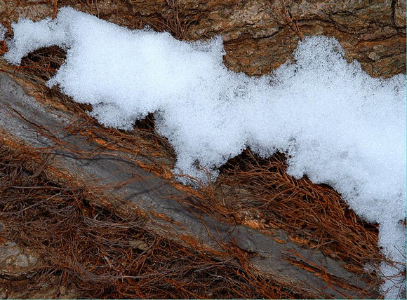 snow-lichen-vine.jpg
